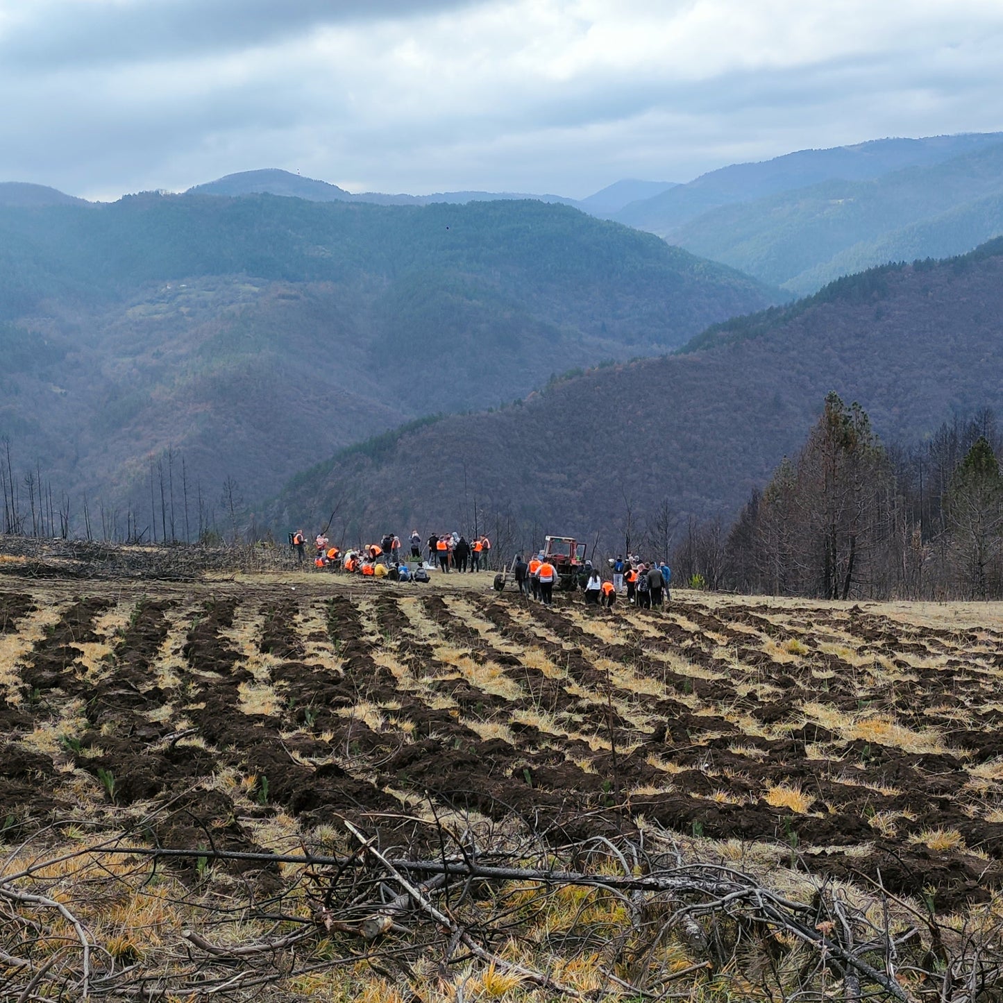 Der Umwelt-Booster – Dein Beitrag für Serbiens Wälder