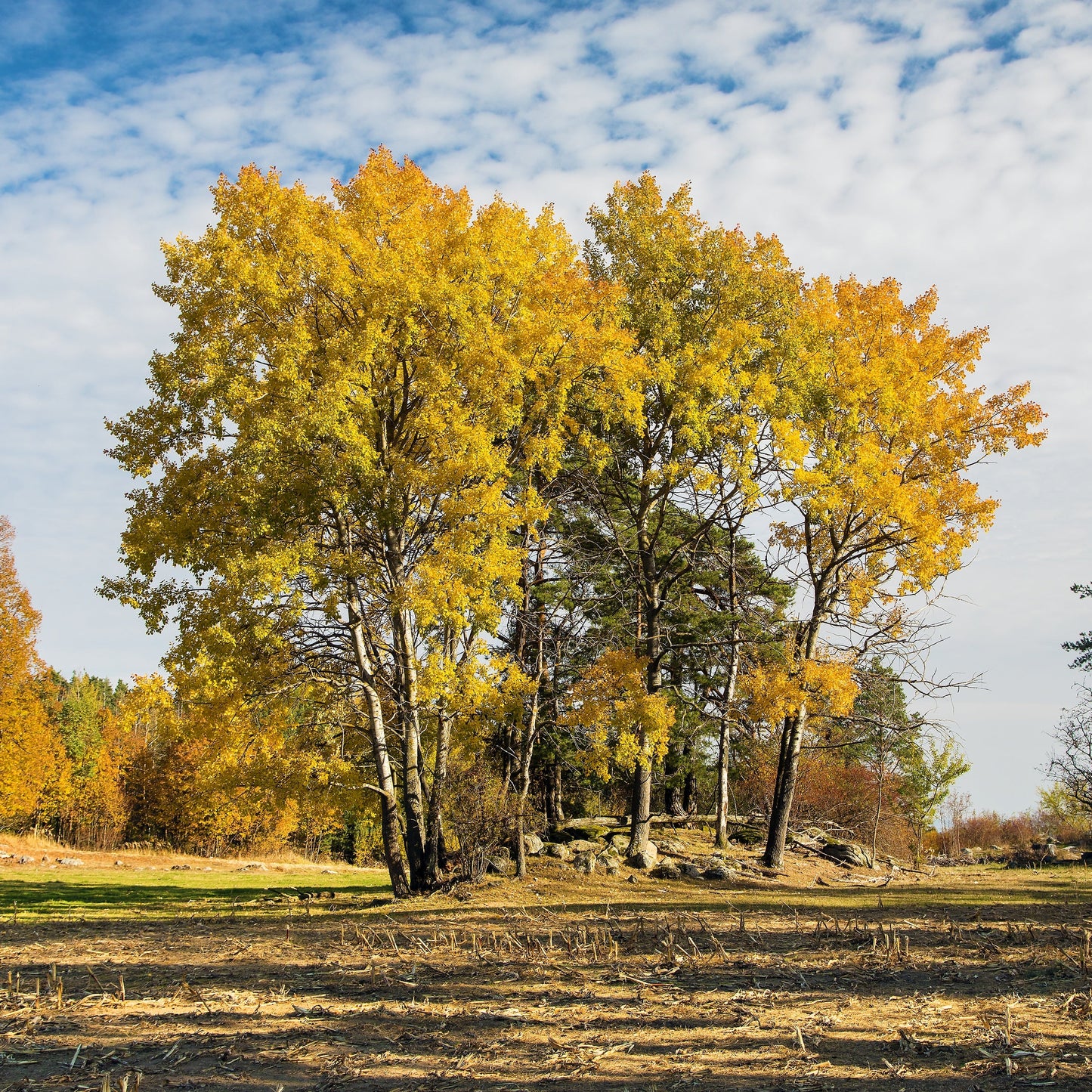 10 Zitterpappeln – Baum des Jahres 2026