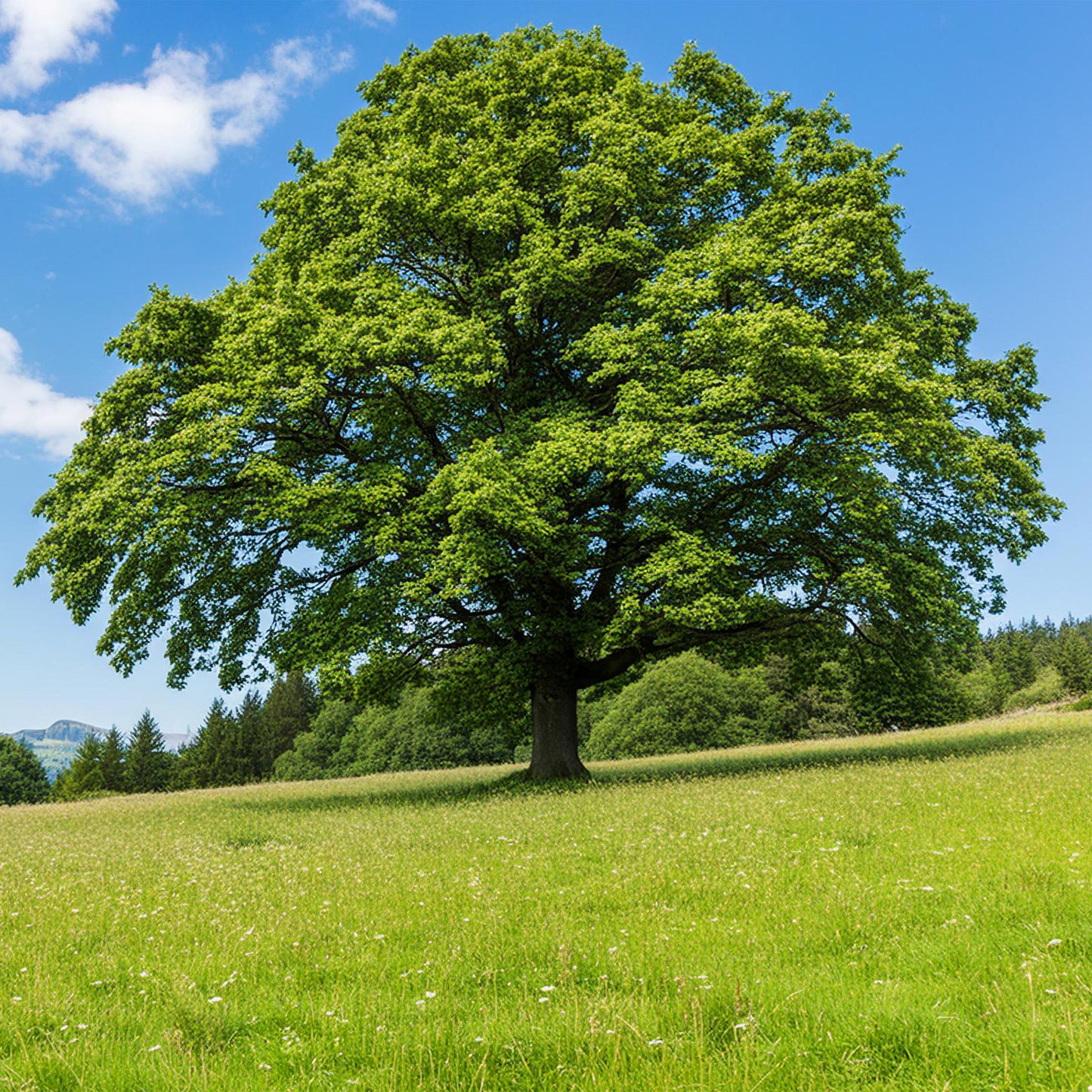 Esskastanie – Artenvielfalt und Nahrungsquelle in einem Baum