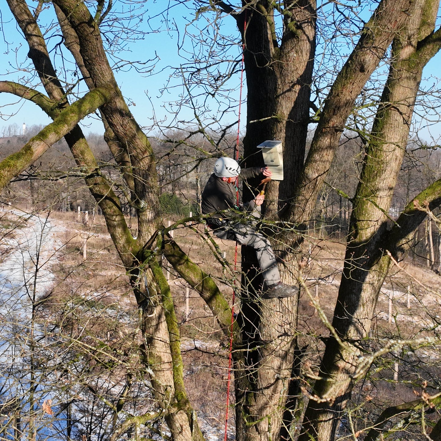 Fledermauskasten-Pate für gefährdete Jäger der Nacht