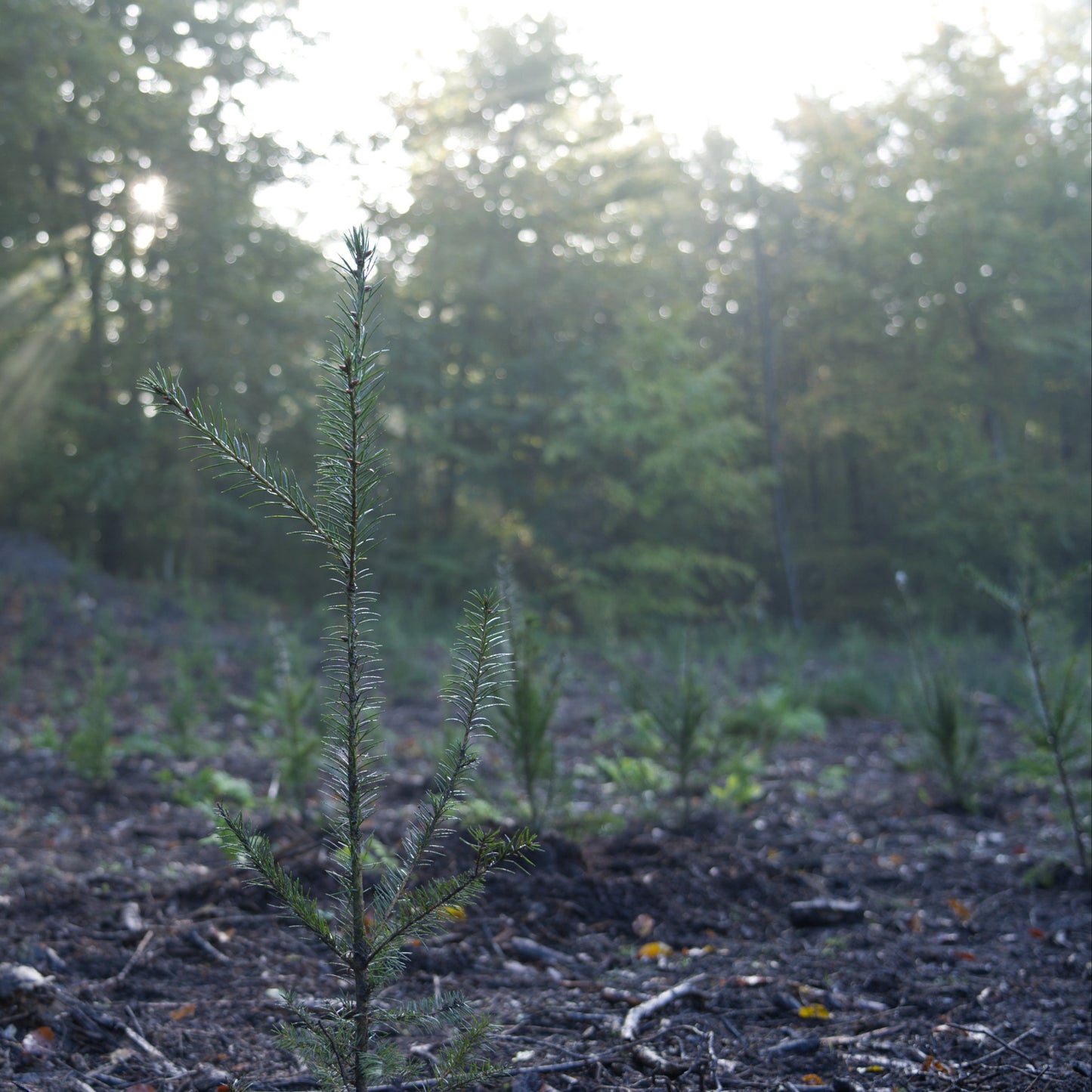 Mischwald Paket – 5 Bäume