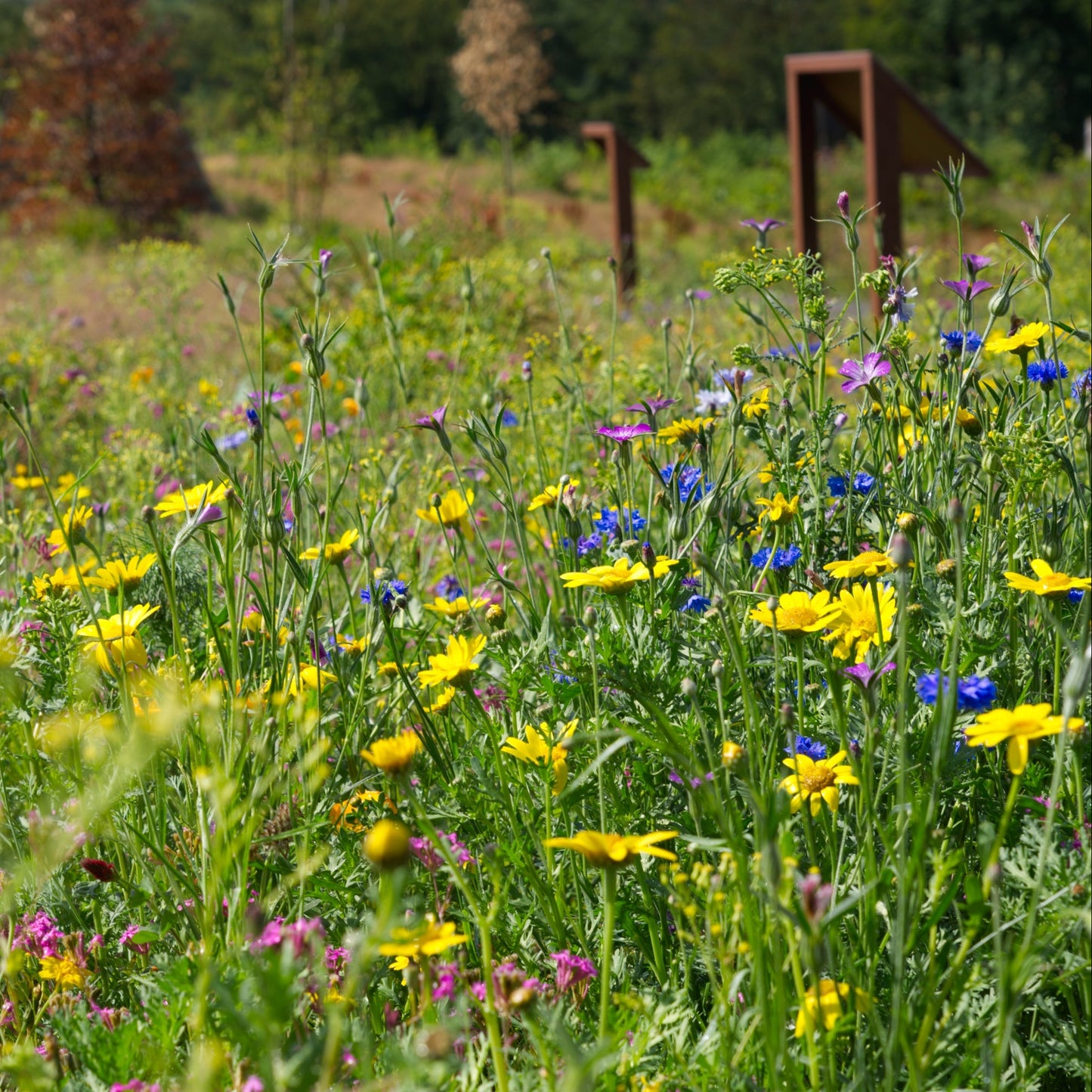 Wildblumenwiese-Patenschaft