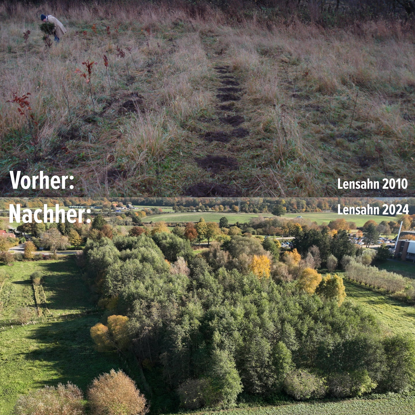 Miniwald Paket - 5 Bäume