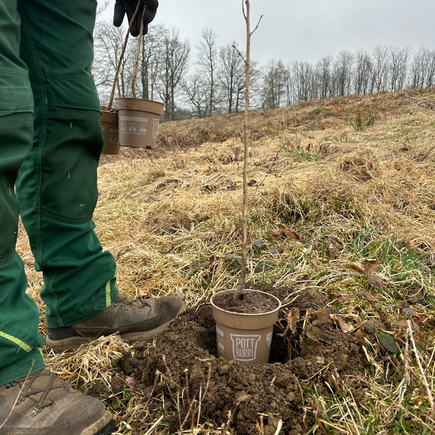Wildapfelbaum - Ein wertvoller Baum für die Tierwelt