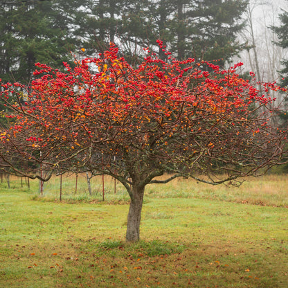 Wildapfelbaum - Ein wertvoller Baum für die Tierwelt