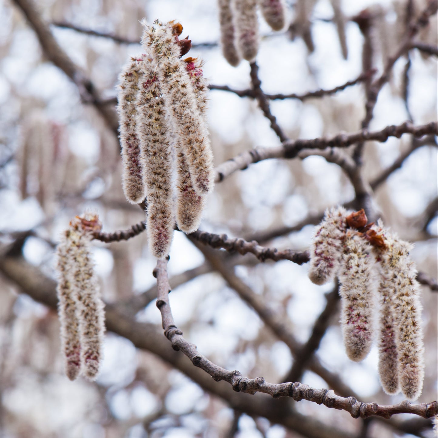 10 Zitterpappeln – Baum des Jahres 2026