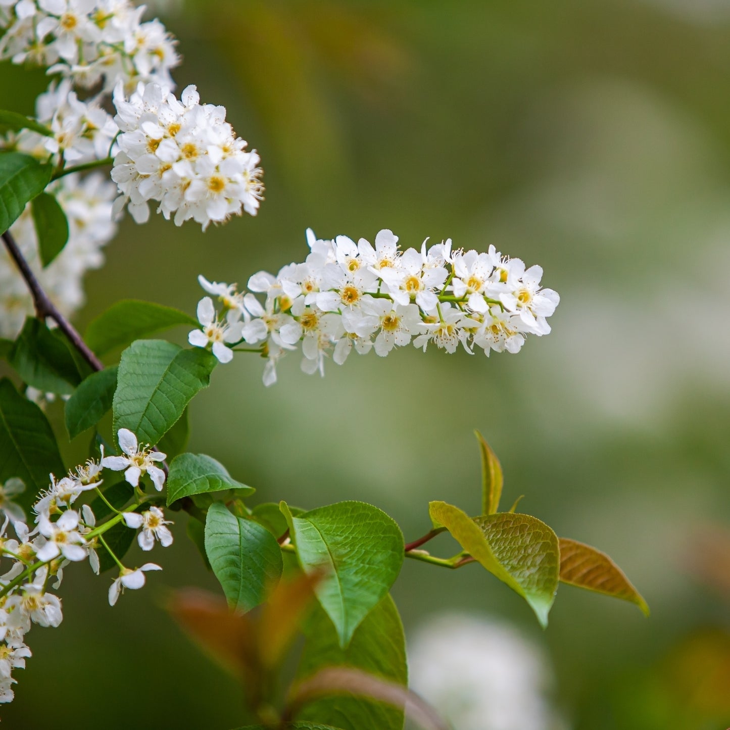 Vogelkirsche – Dein Sommerbaum für Bienen & Vögel