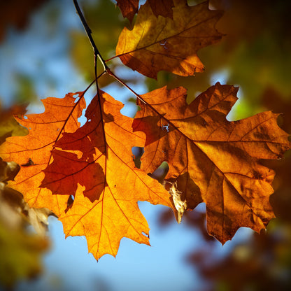 10 Roteichen – Baum des Jahres 2025