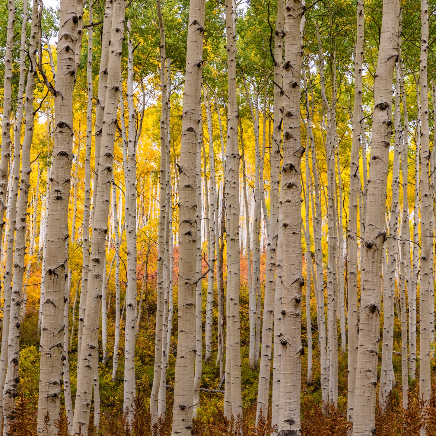 10 Zitterpappeln – Baum des Jahres 2026