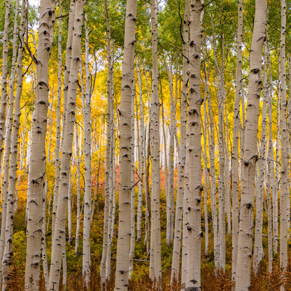 10 Zitterpappeln – Baum des Jahres 2026