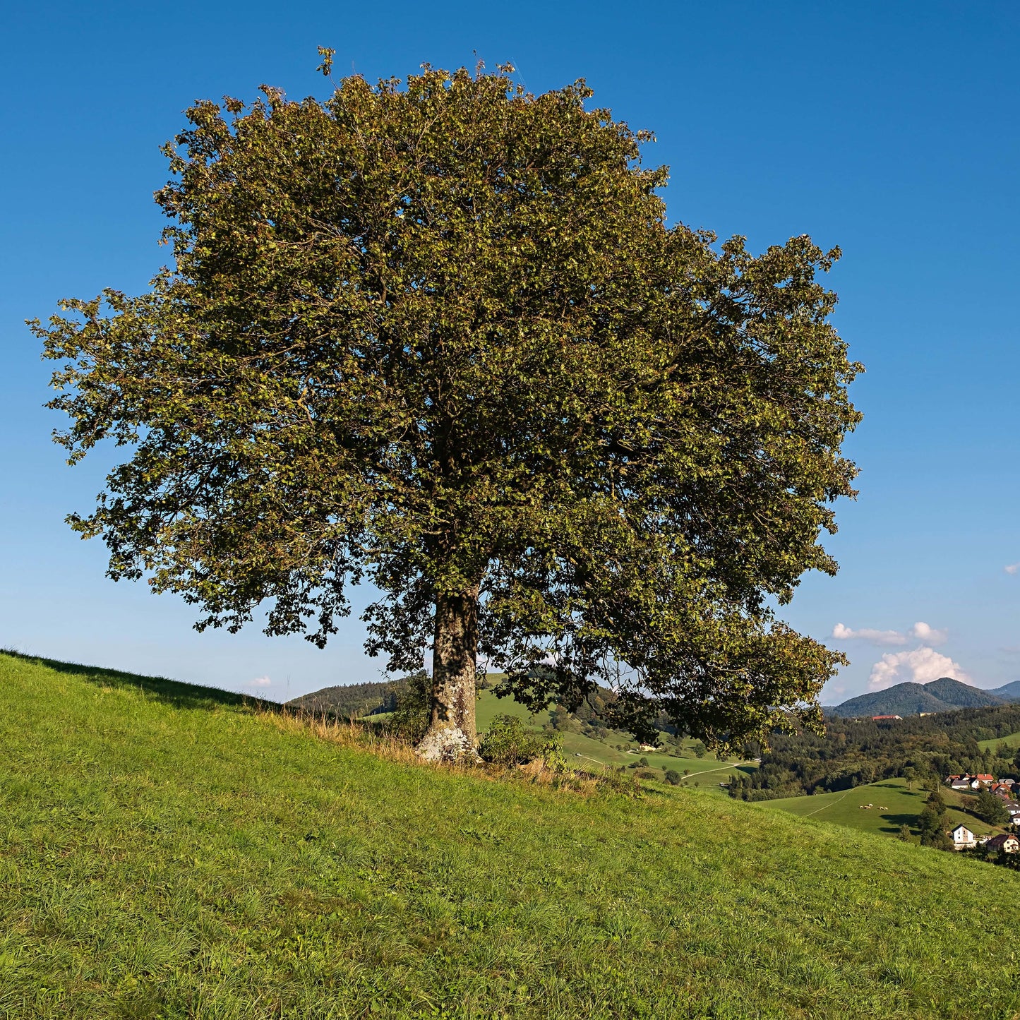 Elsbeere