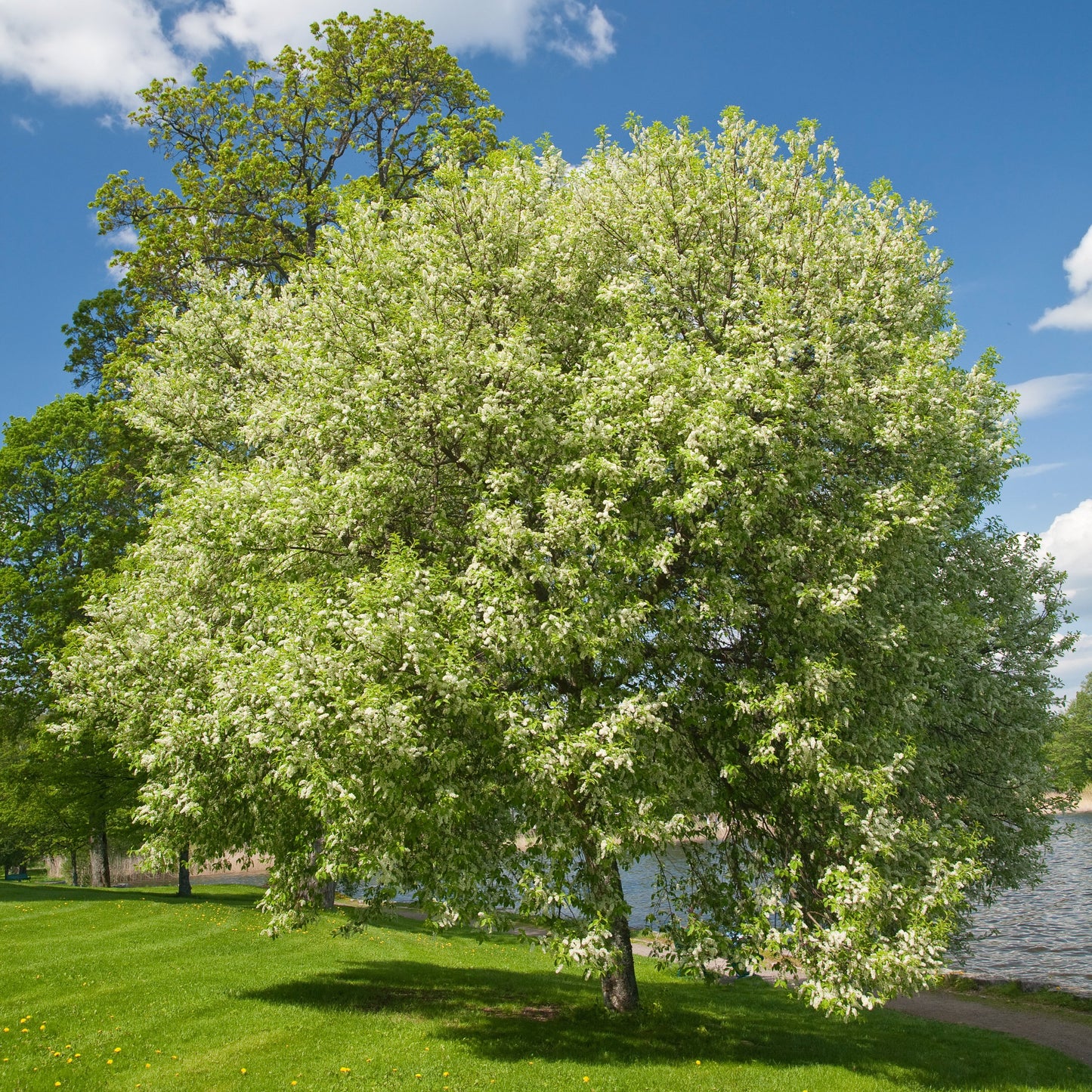 Vogelkirsche – Dein Sommerbaum für Bienen & Vögel