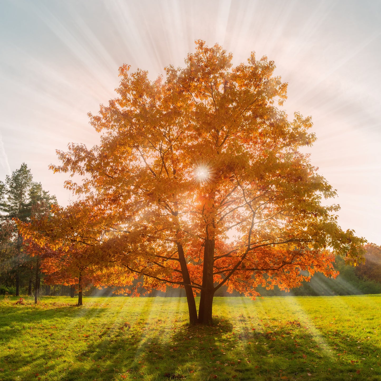 10 Roteichen – Baum des Jahres 2025