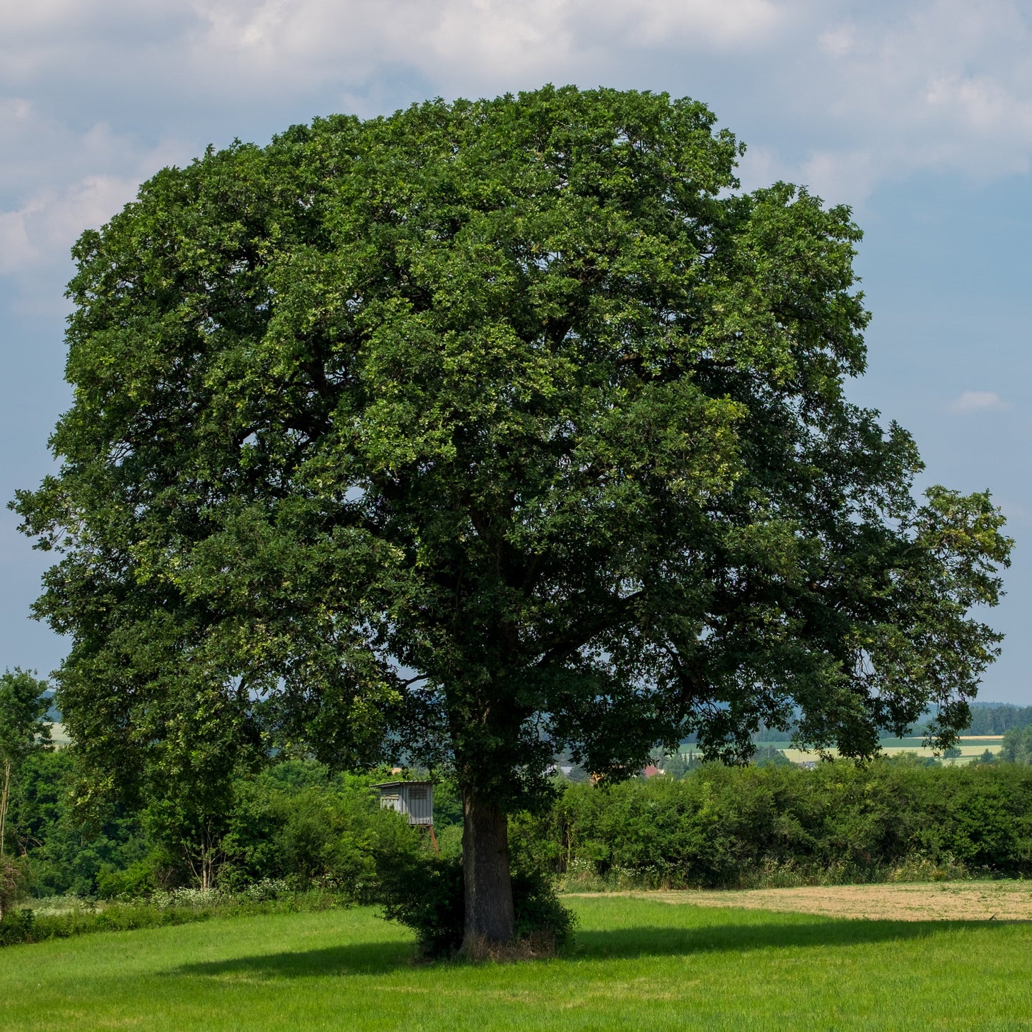 Sommer Paket – 5 Traubeneichen für trockene Zeiten