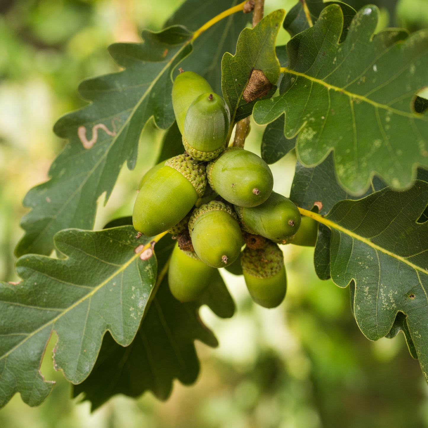 Sommer Paket – 5 Traubeneichen für trockene Zeiten