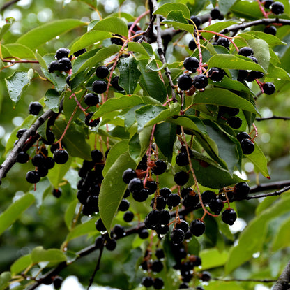 Vogelkirsche – Dein Sommerbaum für Bienen & Vögel