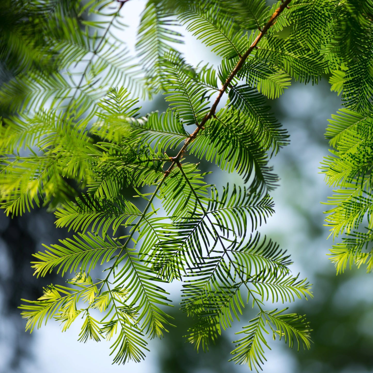 Mammutbaum - Der Riese fürs Klima