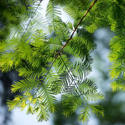 Mammutbaum - Der Riese fürs Klima