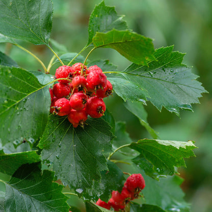 Elsbeere