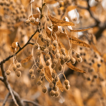 Winterlinde – Ein extrem langlebiger und robuster Baum