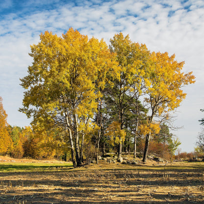10 Zitterpappeln – Baum des Jahres 2026