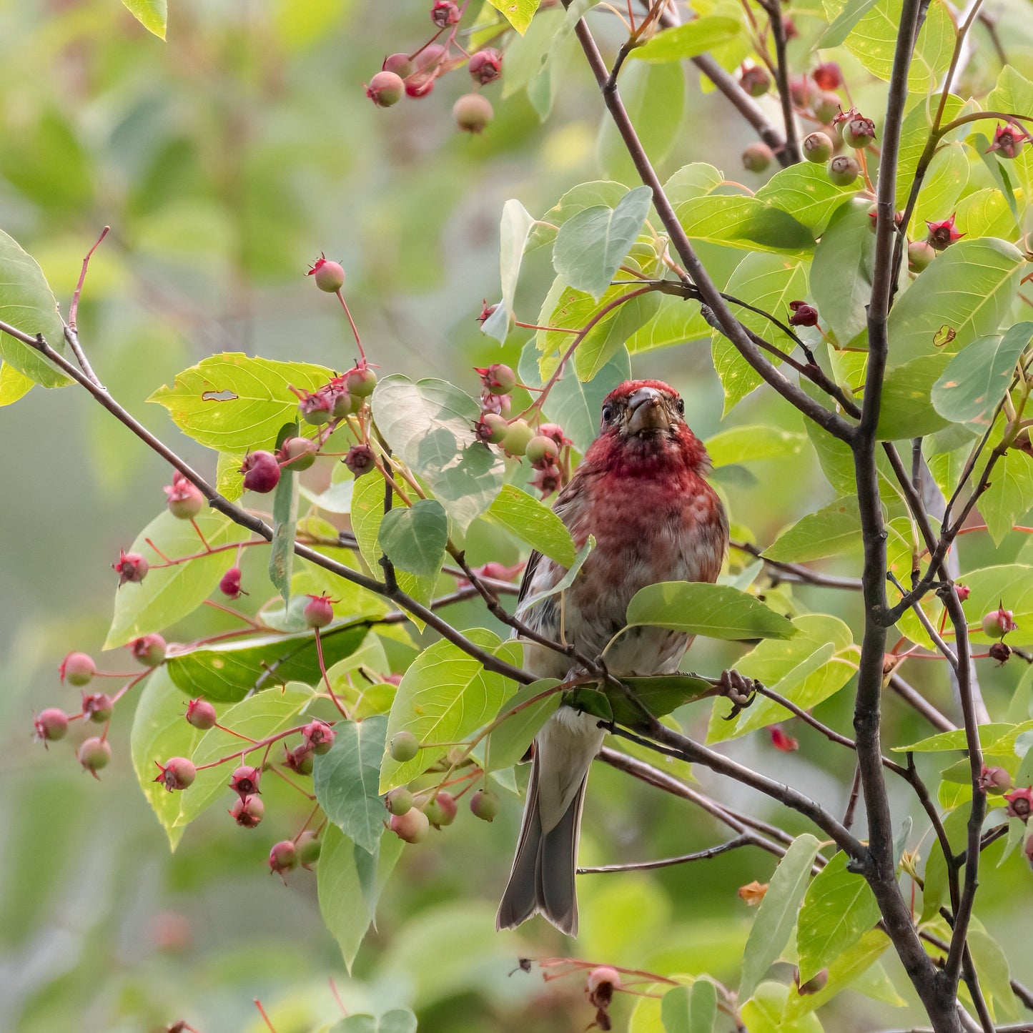 Wildapfelbaum - Ein wertvoller Baum für die Tierwelt