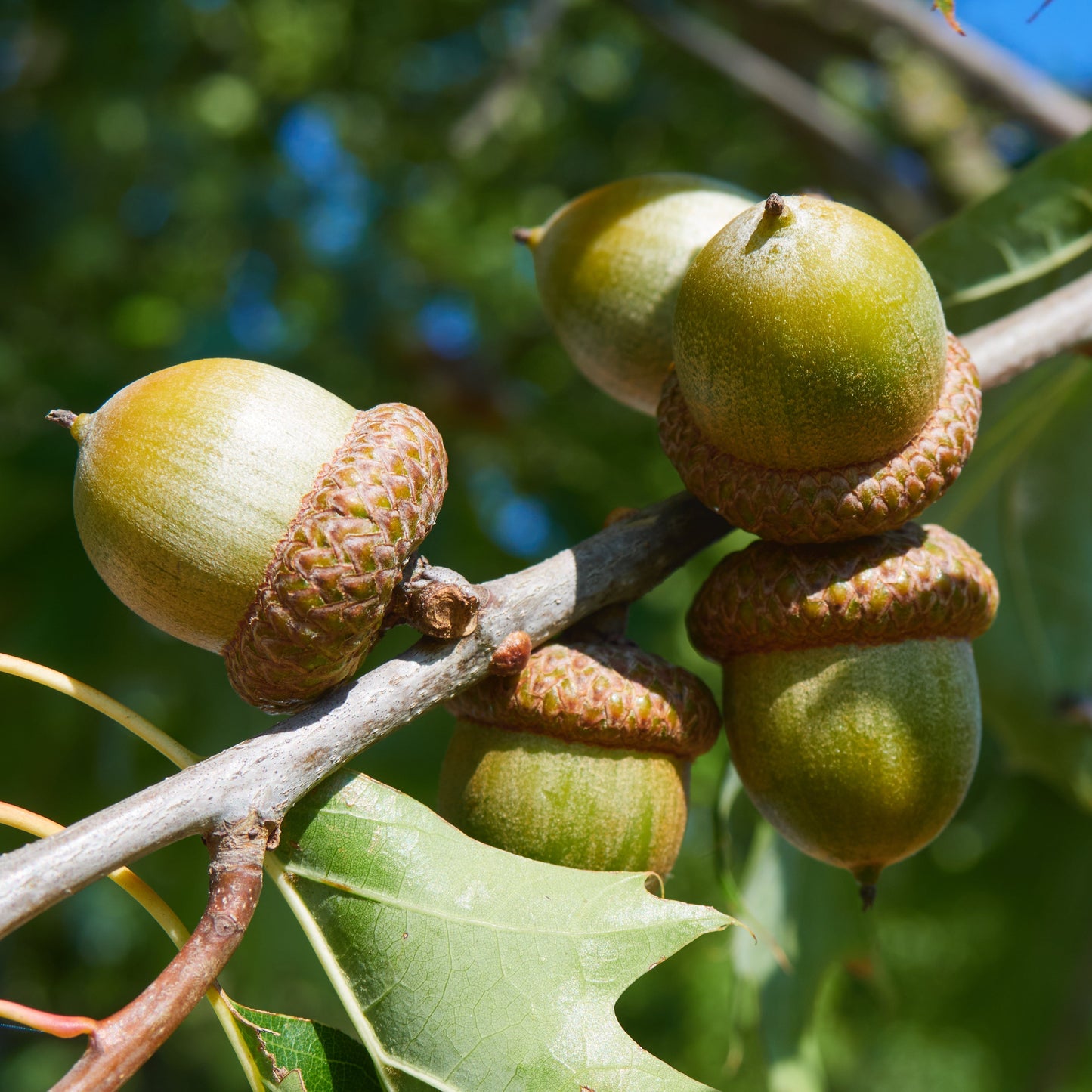 10 Roteichen – Baum des Jahres 2025