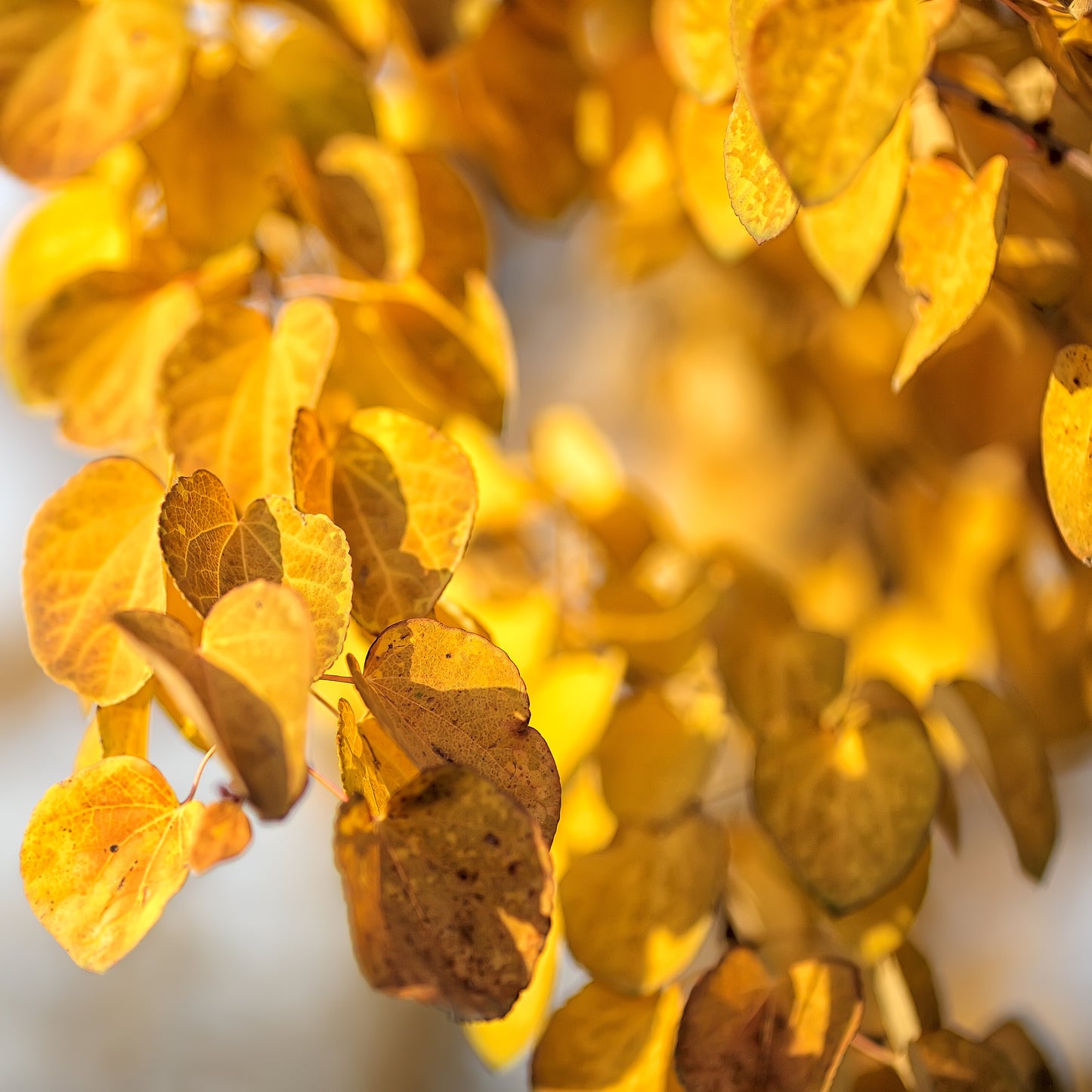 10 Zitterpappeln – Baum des Jahres 2026