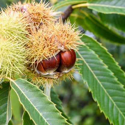Esskastanie – Artenvielfalt und Nahrungsquelle in einem Baum