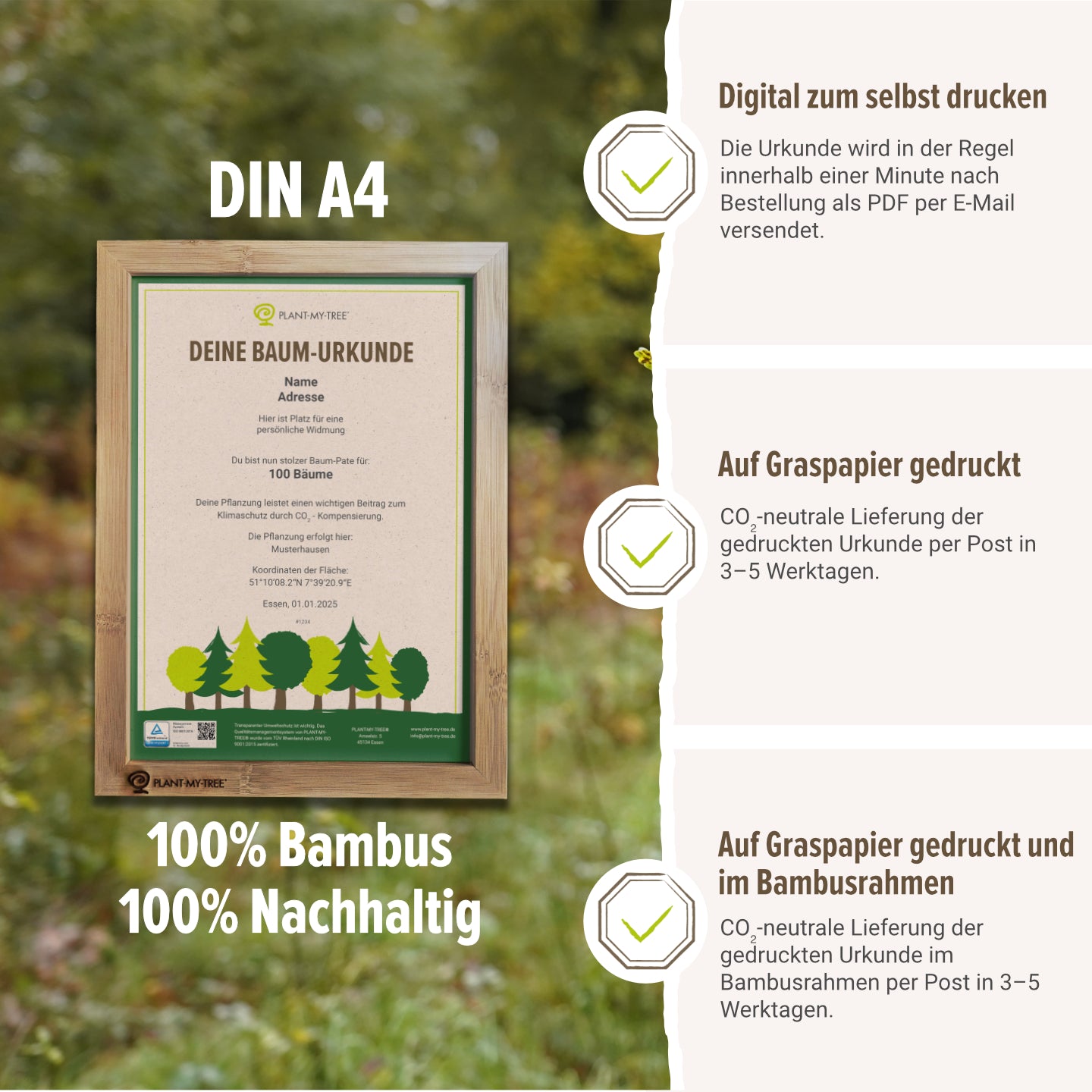 Miniwald Paket - 5 Bäume