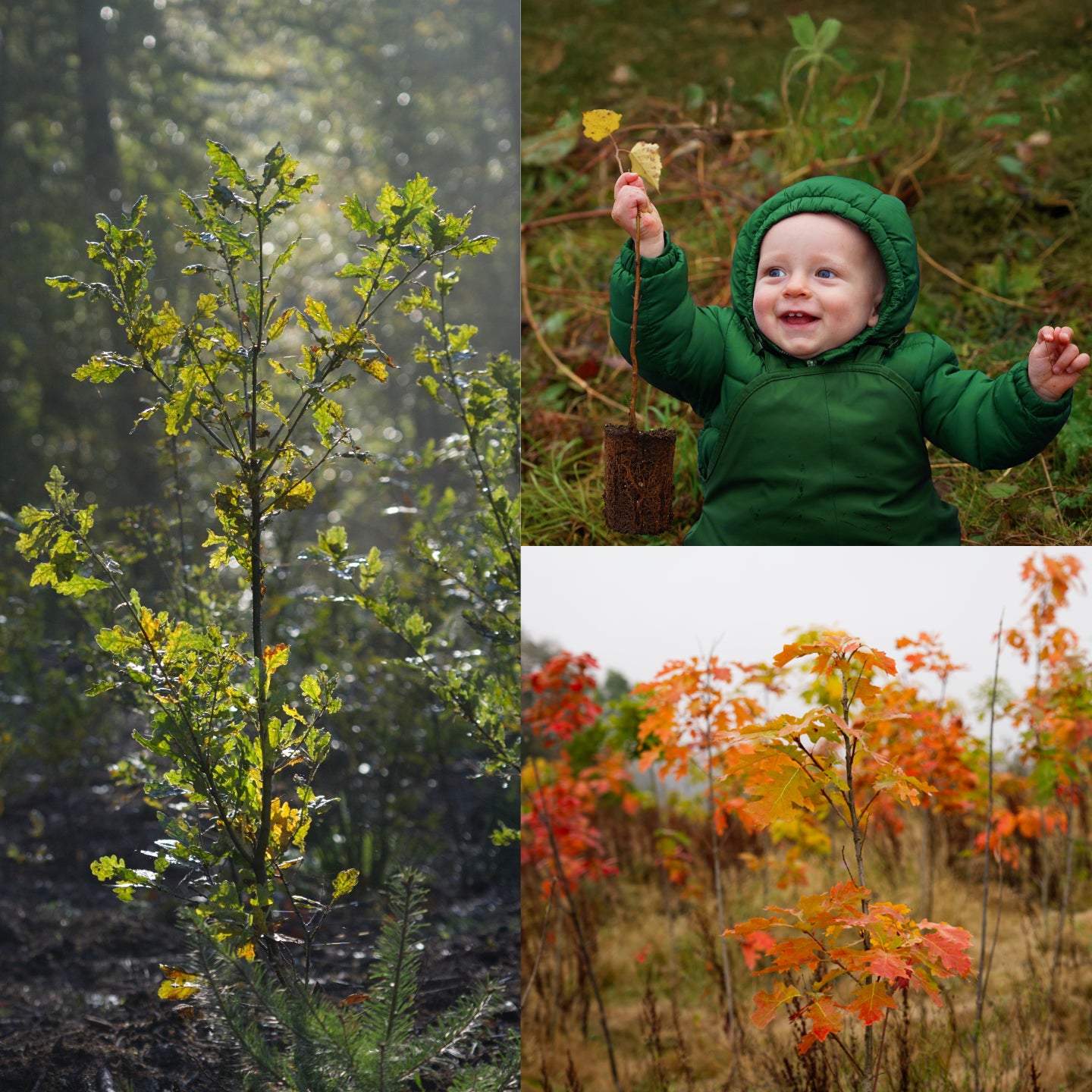 Miniwald Paket - 5 Bäume