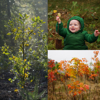 Miniwald Paket - 5 Bäume