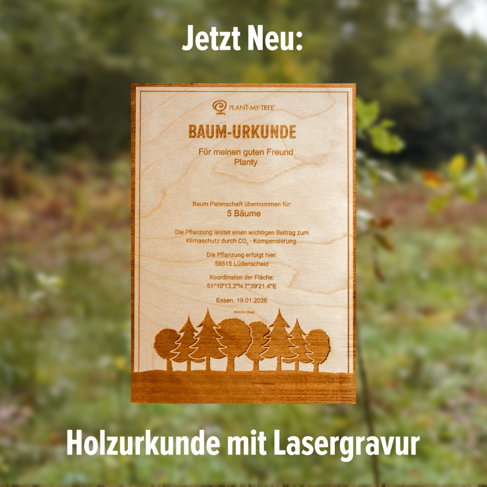 Mammutbaum – Der Riese fürs Klima