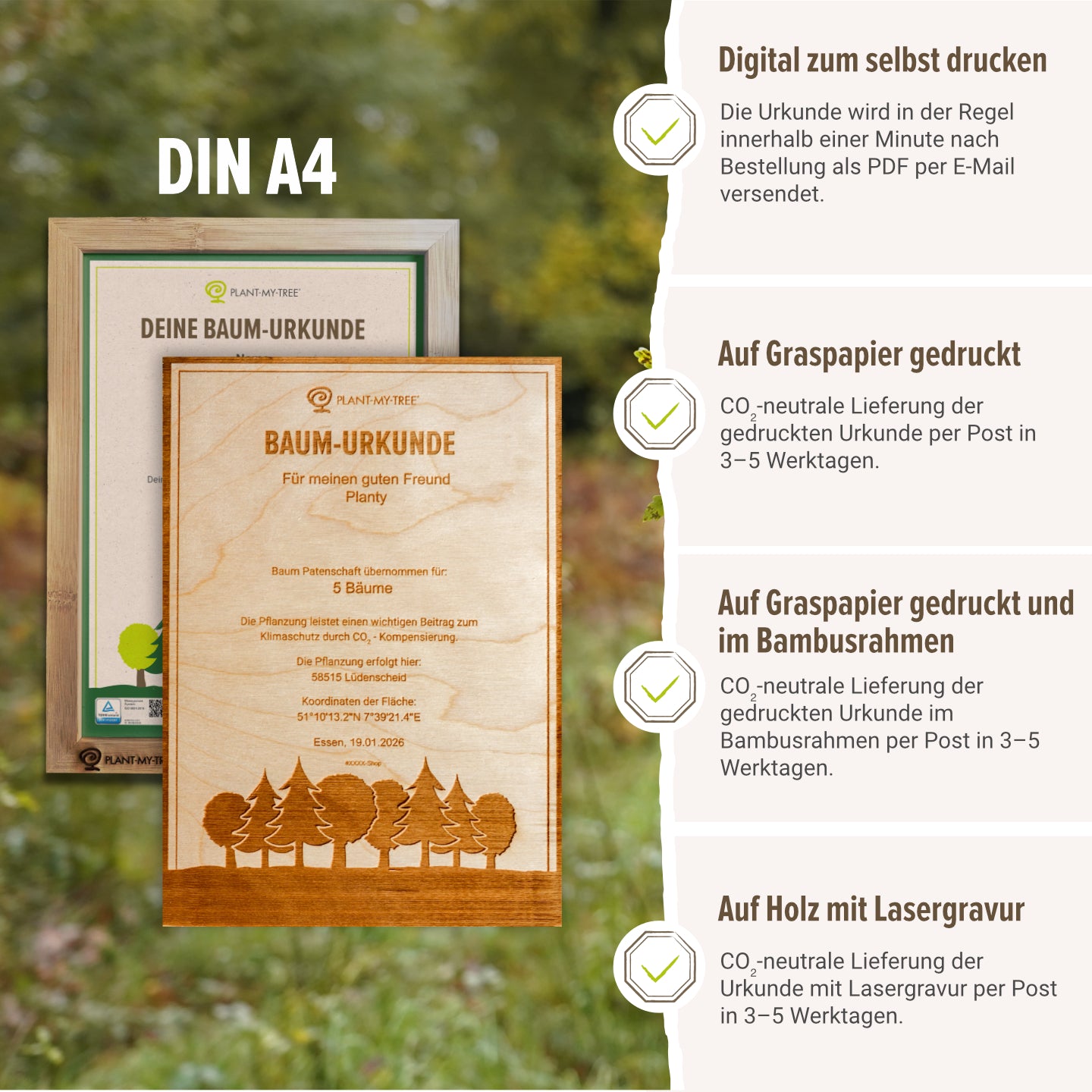 Miniwald Paket – 5 Bäume
