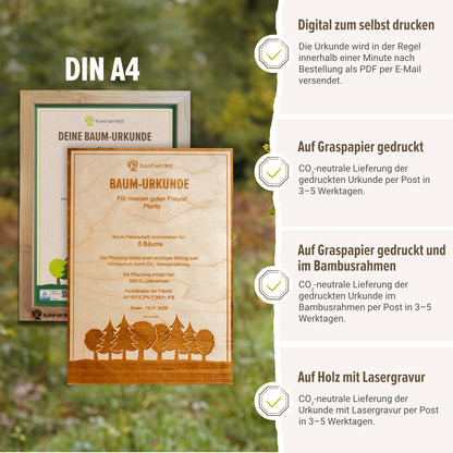 Miniwald Paket – 5 Bäume
