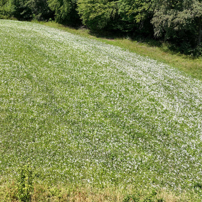 Wildblumenwiese-Patenschaft