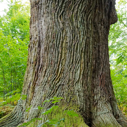Stieleiche – Symbol der Stärke und Beständigkeit