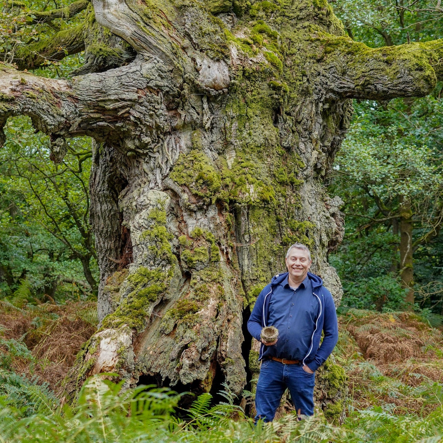 Stieleiche – Symbol der Stärke und Beständigkeit