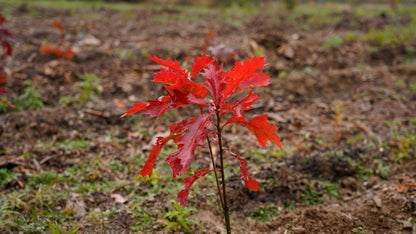 Baum des Jahres - 10 Roteichen