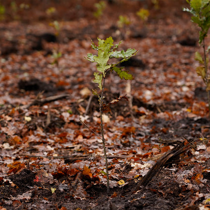 Climate package - 20 trees