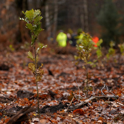 Stieleiche – Symbol der Stärke und Beständigkeit