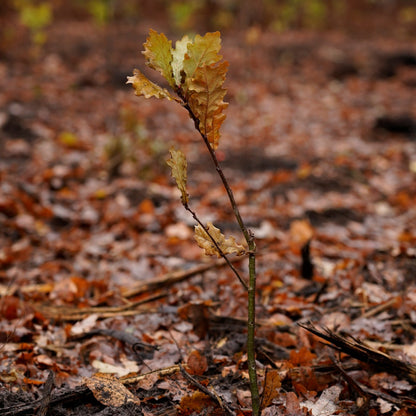 Stieleiche – Symbol der Stärke und Beständigkeit