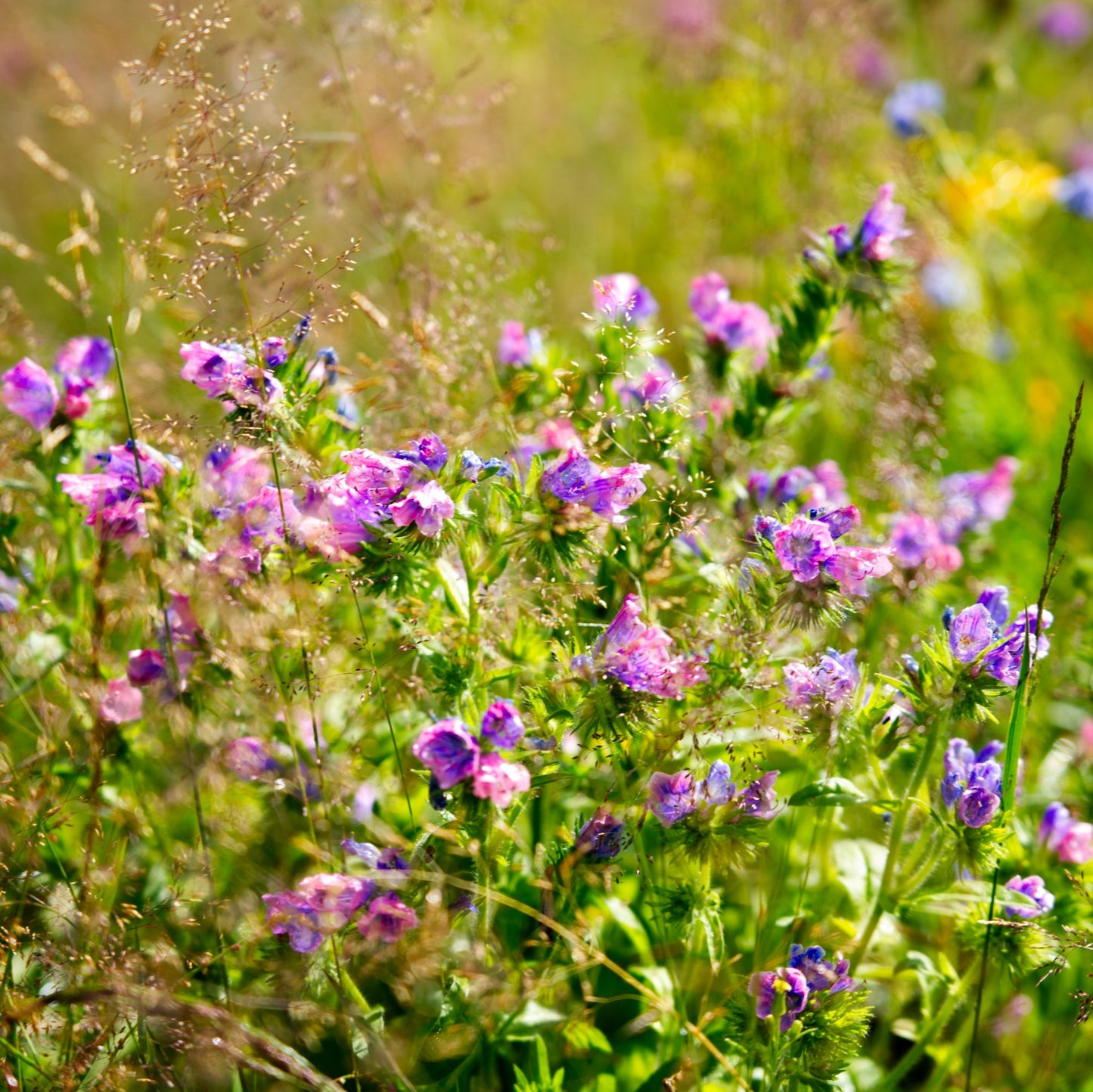 Wildblumenwiese-Patenschaft