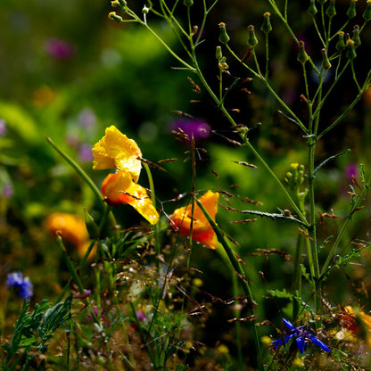 Wildblumenwiese-Patenschaft