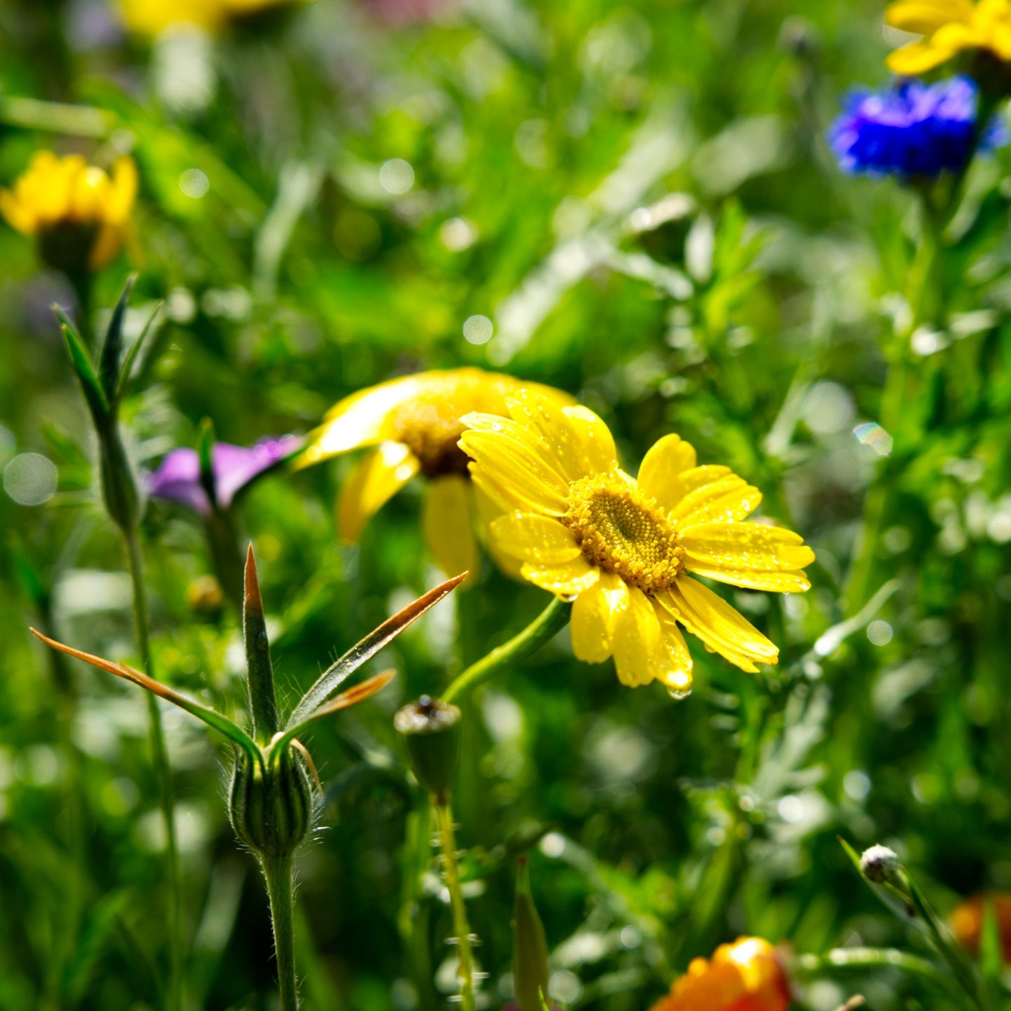 Wildblumenwiese-Patenschaft