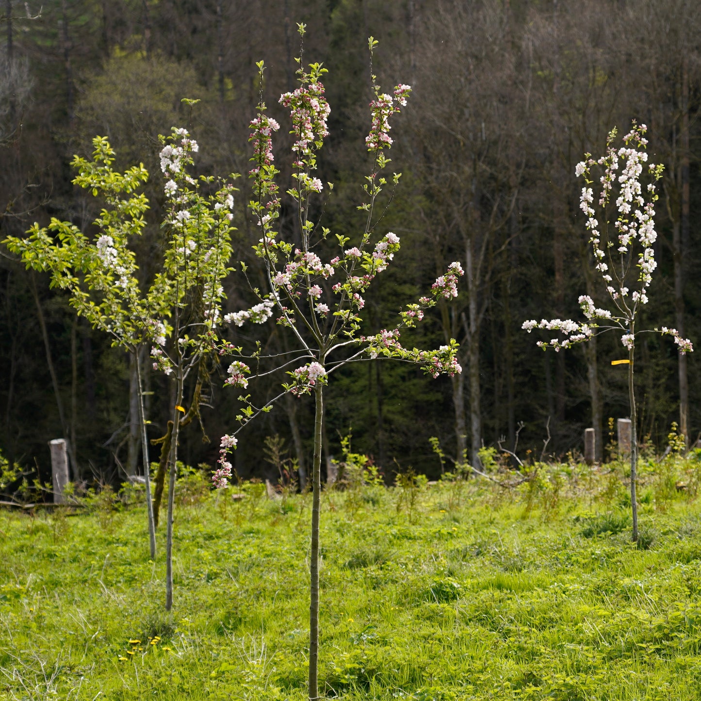 Baum der Erinnerung – Erinnerung in ihrer schönsten Form