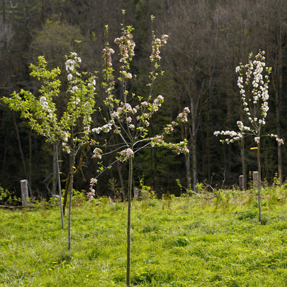 Baum der Erinnerung – Erinnerung in ihrer schönsten Form