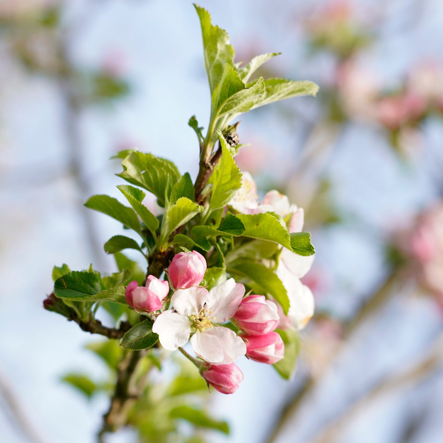 Baum der Erinnerung – Erinnerung in ihrer schönsten Form