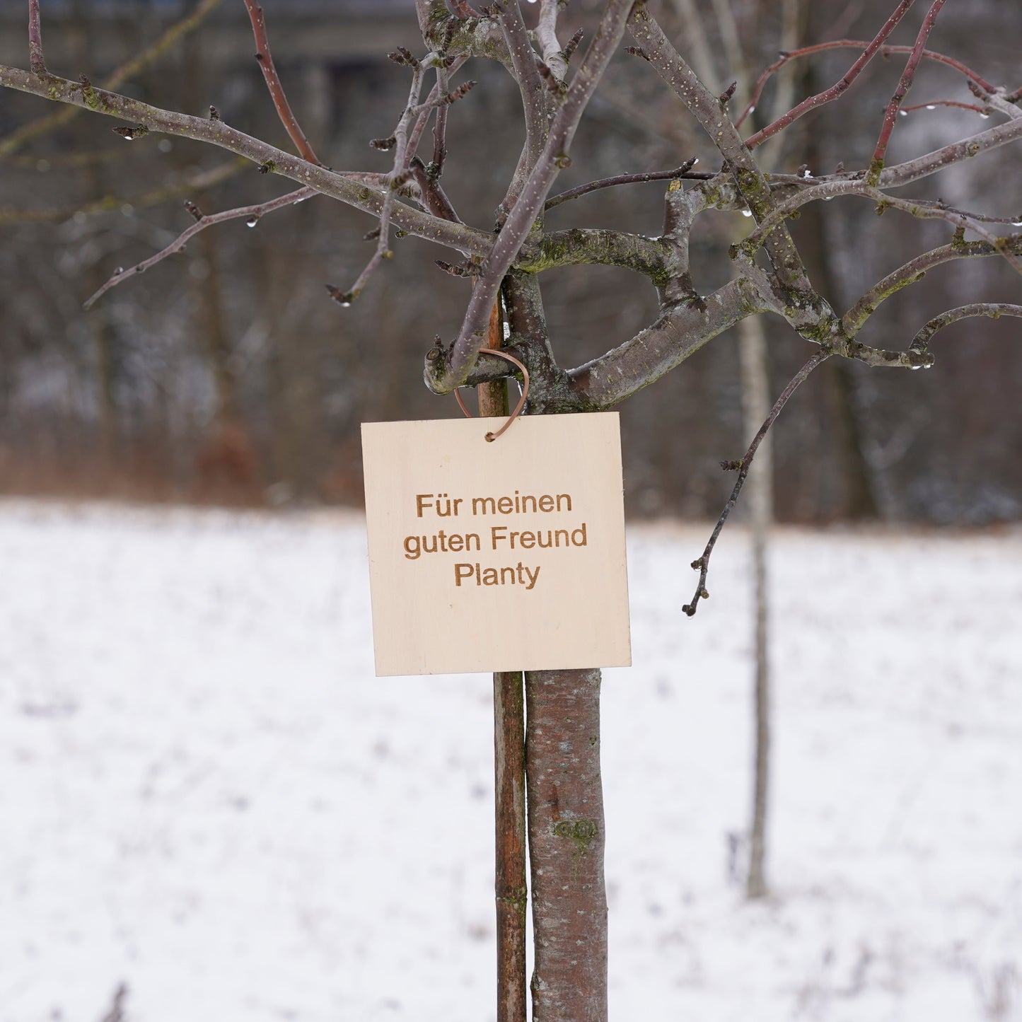 Baum der Erinnerung – Erinnerung in ihrer schönsten Form