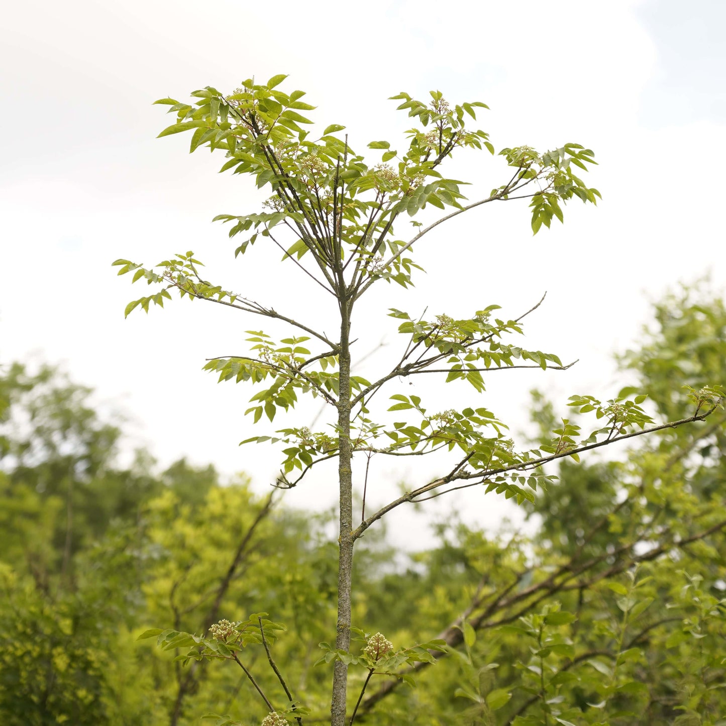 Bienenbaum inkl. 3 Gläser Honig